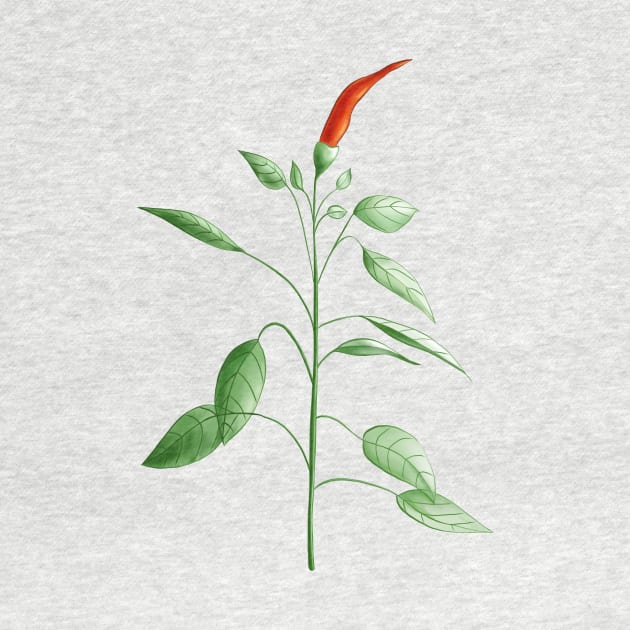 Hot Chili Pepper Plant Botanical Drawing by Boriana Giormova